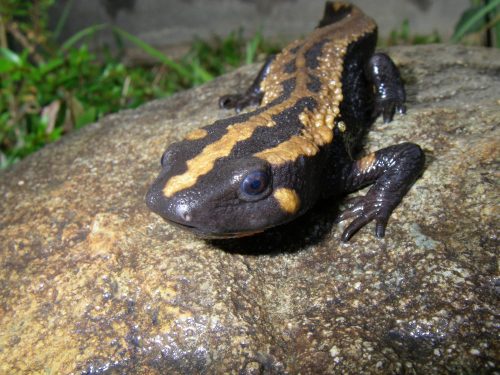 Newt with a dark brown base and mustard yellow wavy stripes down its body faces the left bottom corner of the screen. It is sitting on a brown and tan speckled rock. 