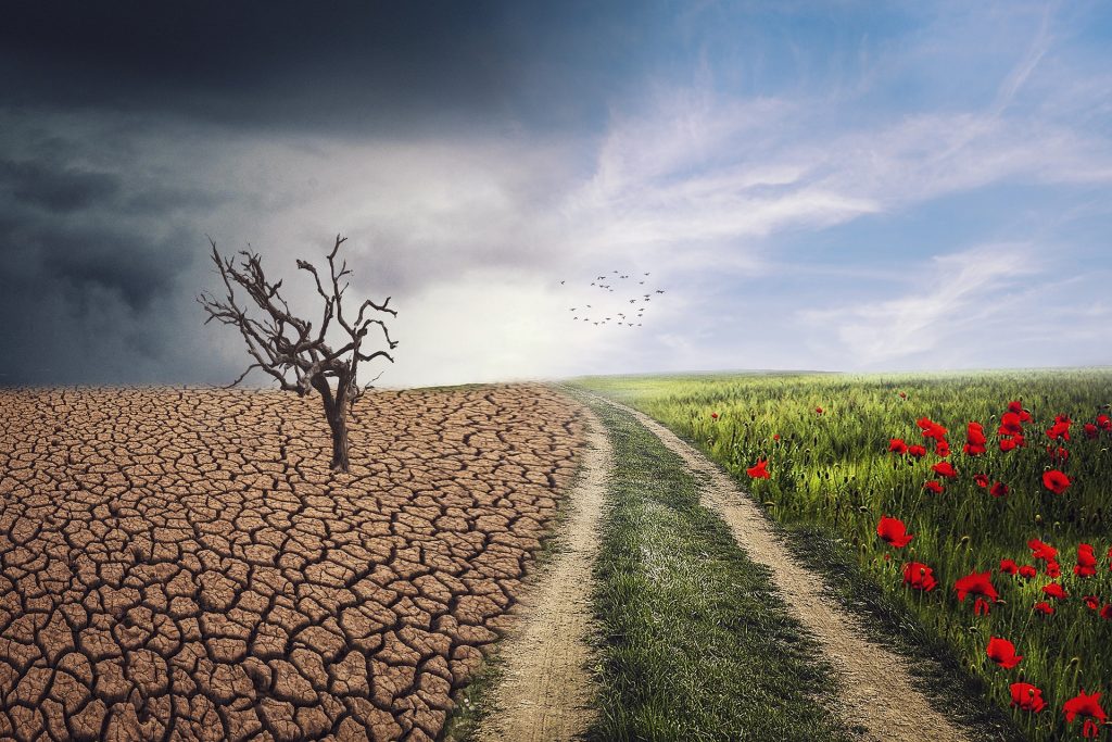 surreal image of a farm road with desert on one side and a green field with flowers on the other