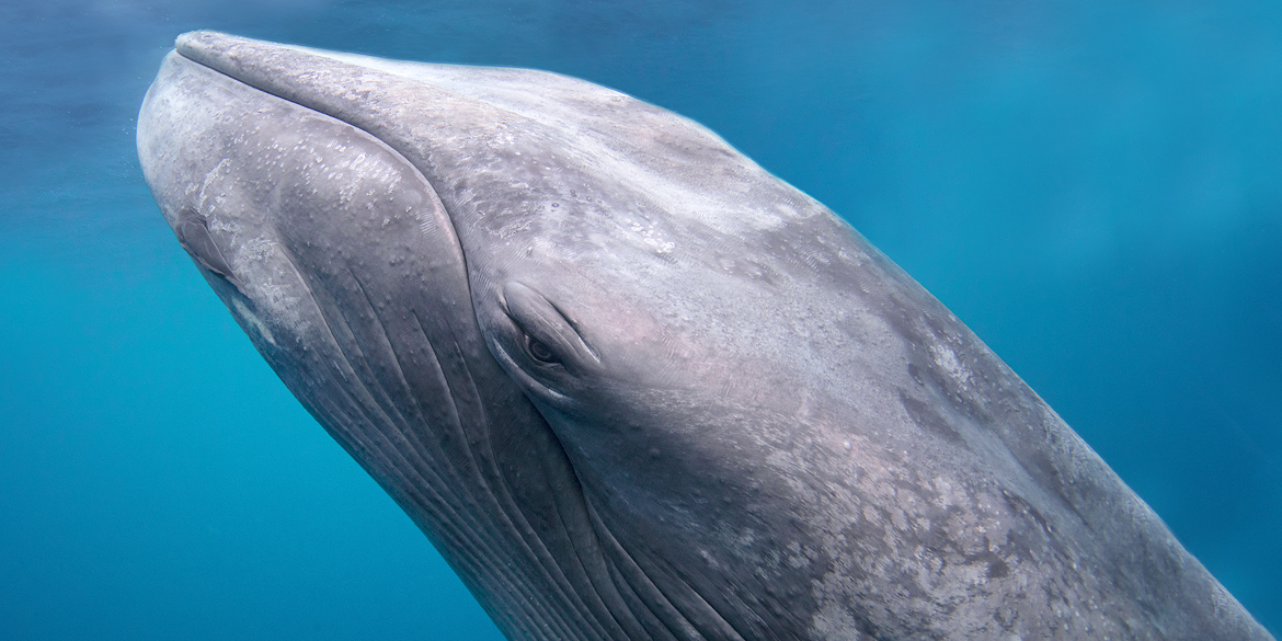 Close up of the face of a blue whale.