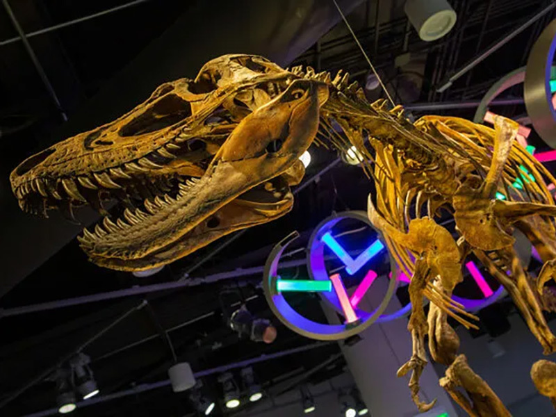 T. rex model stands in front of a DNA strand depicted by multicolored lights.