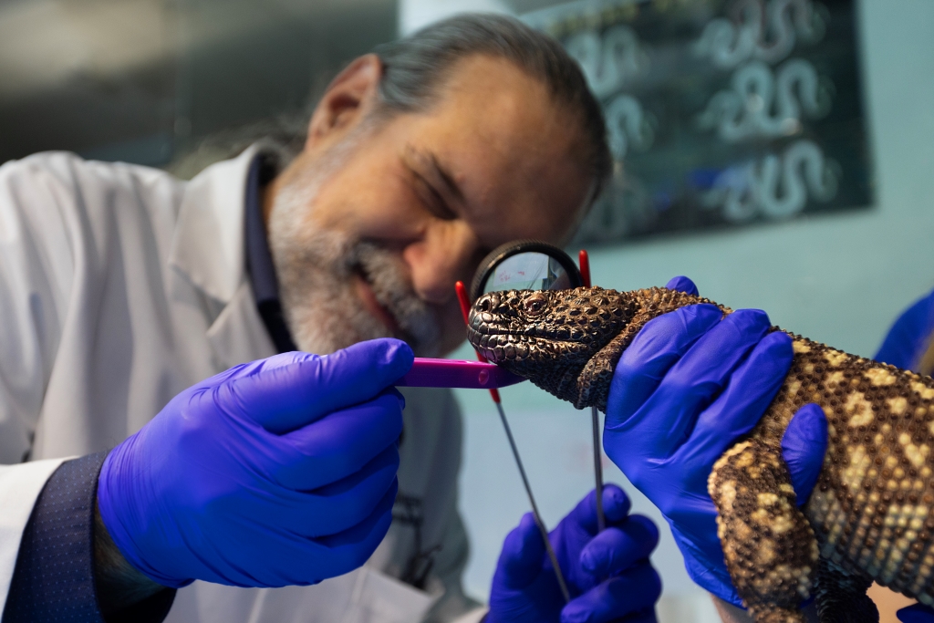 Chief Veterinarian Dr. Dan Dombrowski examines a turtle