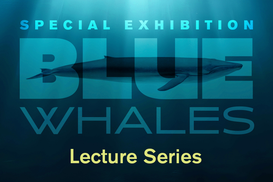 Blue whale swimming on a dark blue background with the text: Blue Whales special exhibition Lecture Series