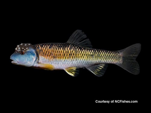 Learn about bluehead chubs, in Spanish