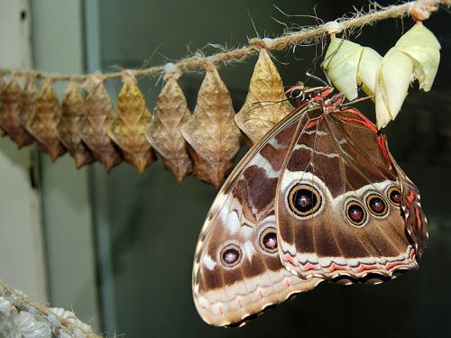 ‘Butterfly Room’ reopens May 24