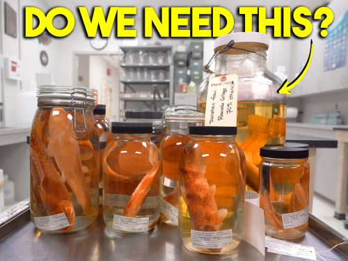 What’s the Point of Natural History Collections?