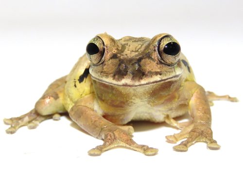 There’s a tree frog in my luggage