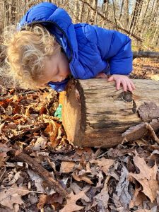 young boy inspects tree rings in the woods