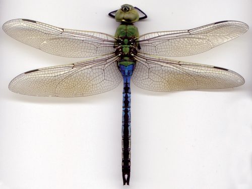 full color close up image of a dragonfly