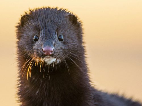 New Paper: Crowdsourcing Biodiversity
