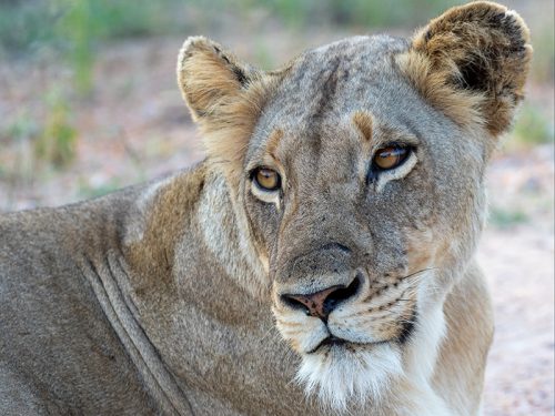Dozen NC teachers set to explore South Africa with Museum of Natural Sciences