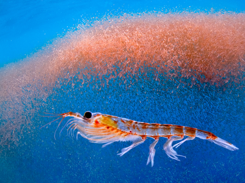 close up of krill set against a background image of a swarm of krill