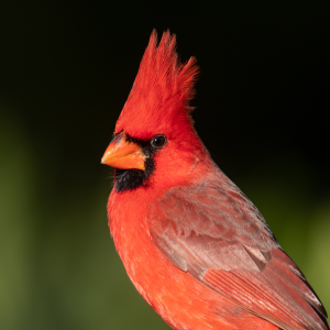 close-up photograph of a bright red male cardinal
