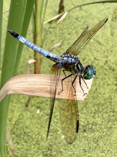 close-up photo of a blue dasher dragonfly with a bright blue colored body sitting on a piece of brown vegetation