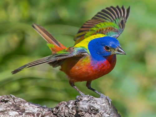 Our State: Winged Rainbows