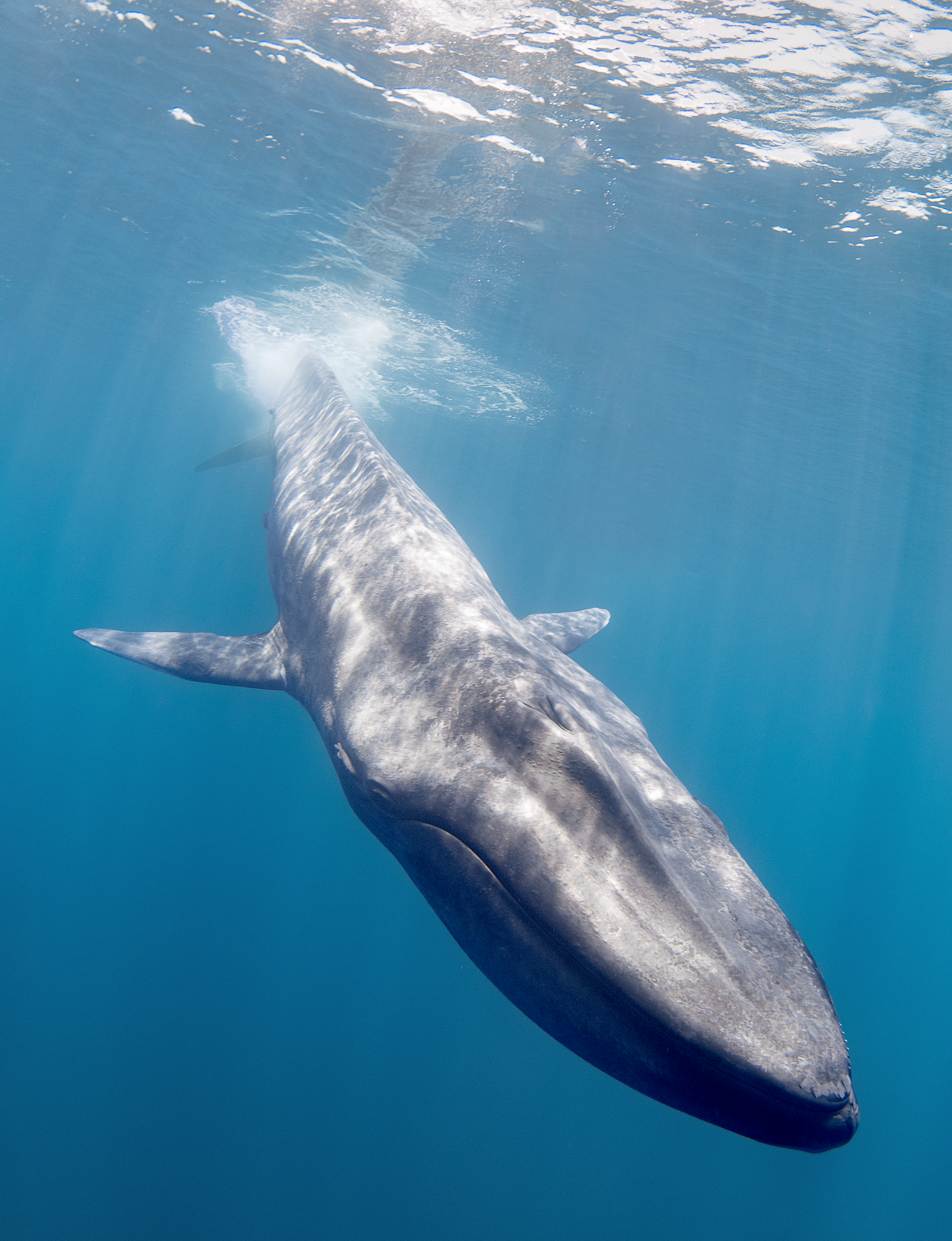 Blue Whale diving below the water line.