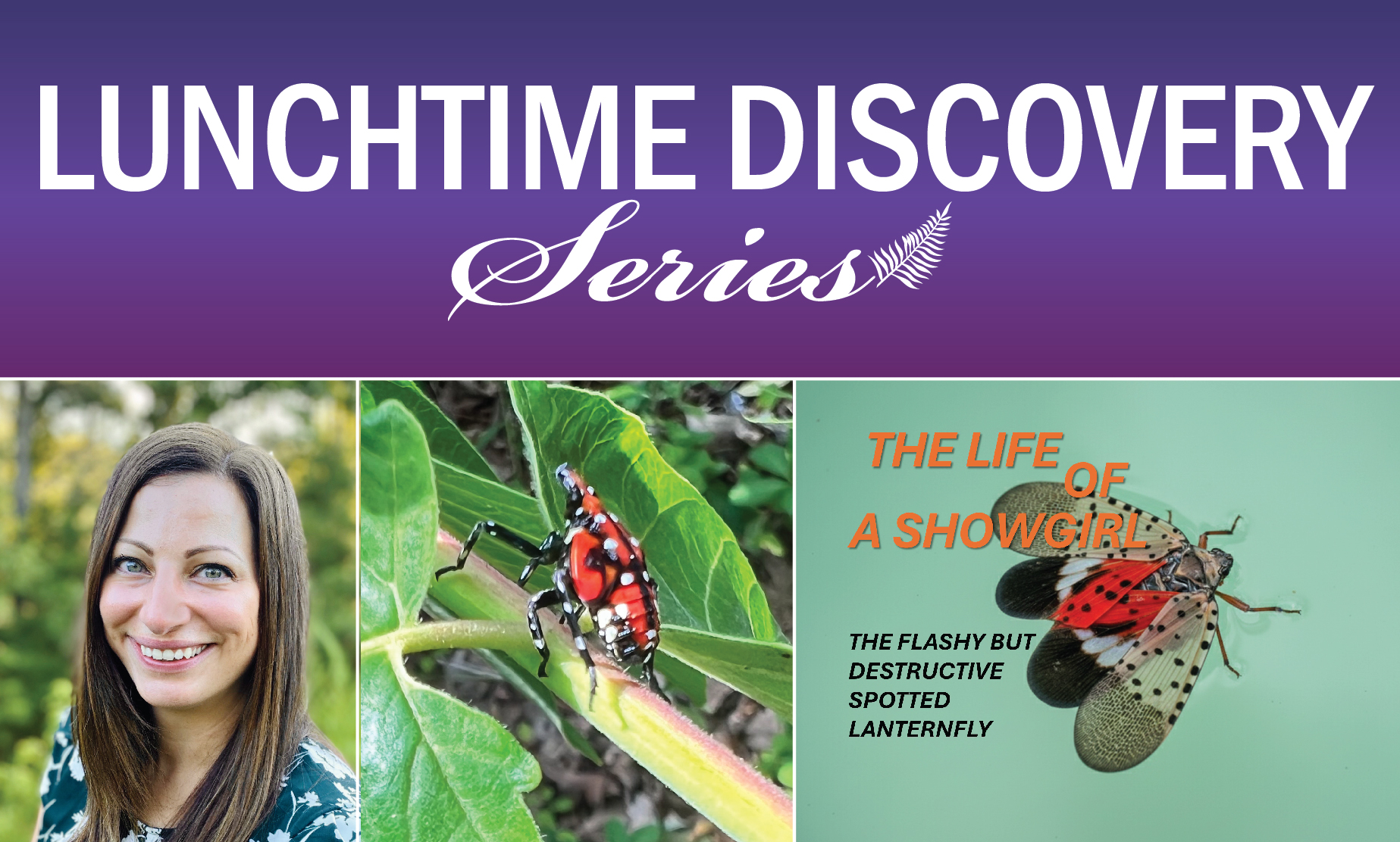 graphic with lunchtime discovery series text title on top with a photo of Dr. Kelly Oten, a photo of a spotted lanternfly with bright red coloration, and an another graphic with the text "life of a showgitl" with a cartoon spotted lanternfly