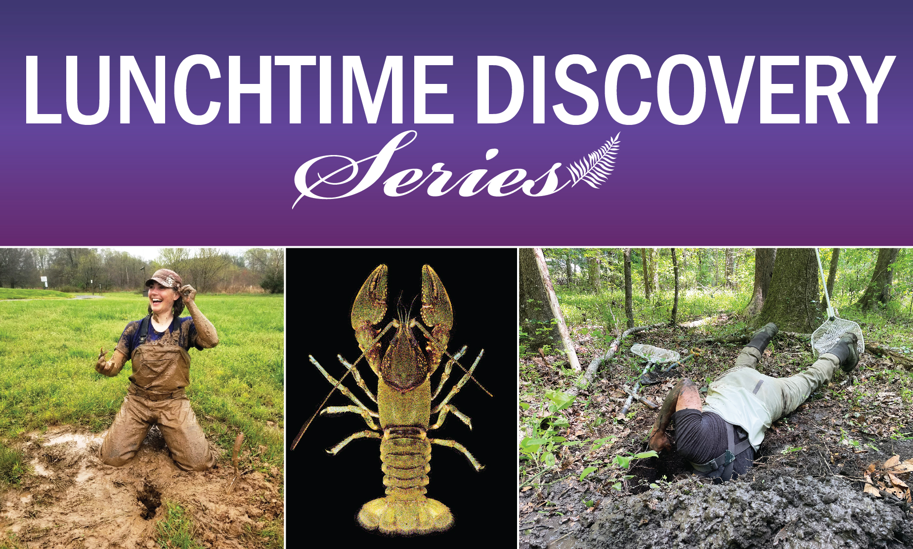 Graphic with title "Lunchtime Discovery Series" at the top and three photos beneath featuring Dr. Bronwyn Williams covered in mud, a photo of a crayfish on a black background, and Dr. Williams laying on the ground reaching into a hole 