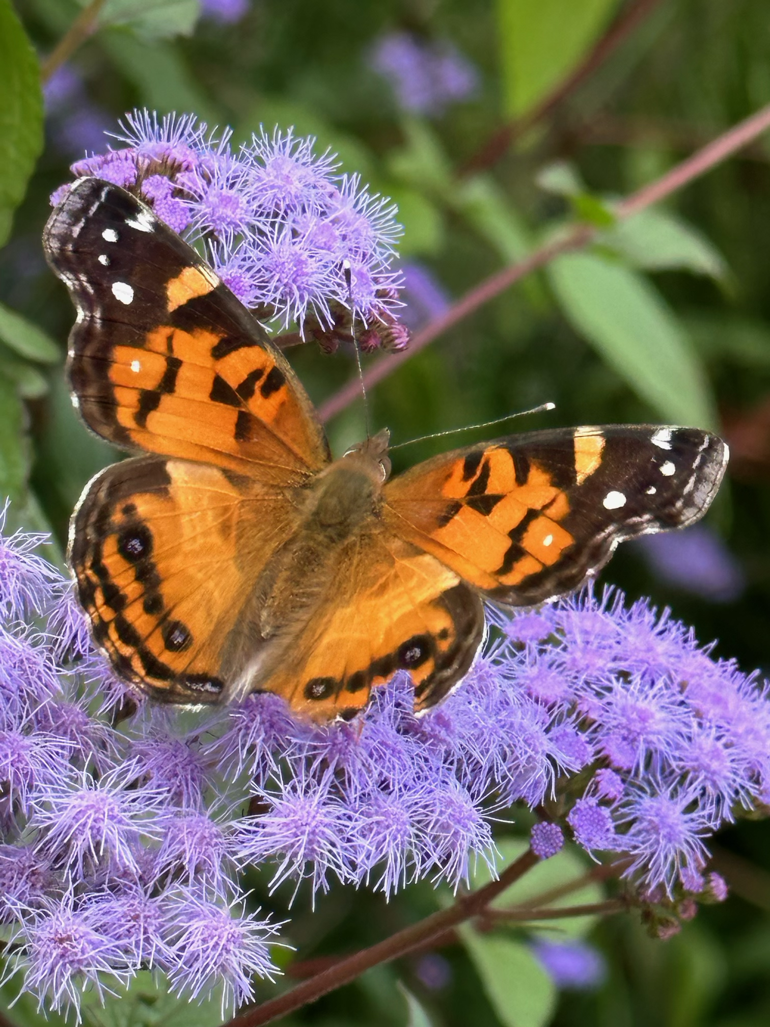 Orange butterfly with black markings flutters on a purple flower.
