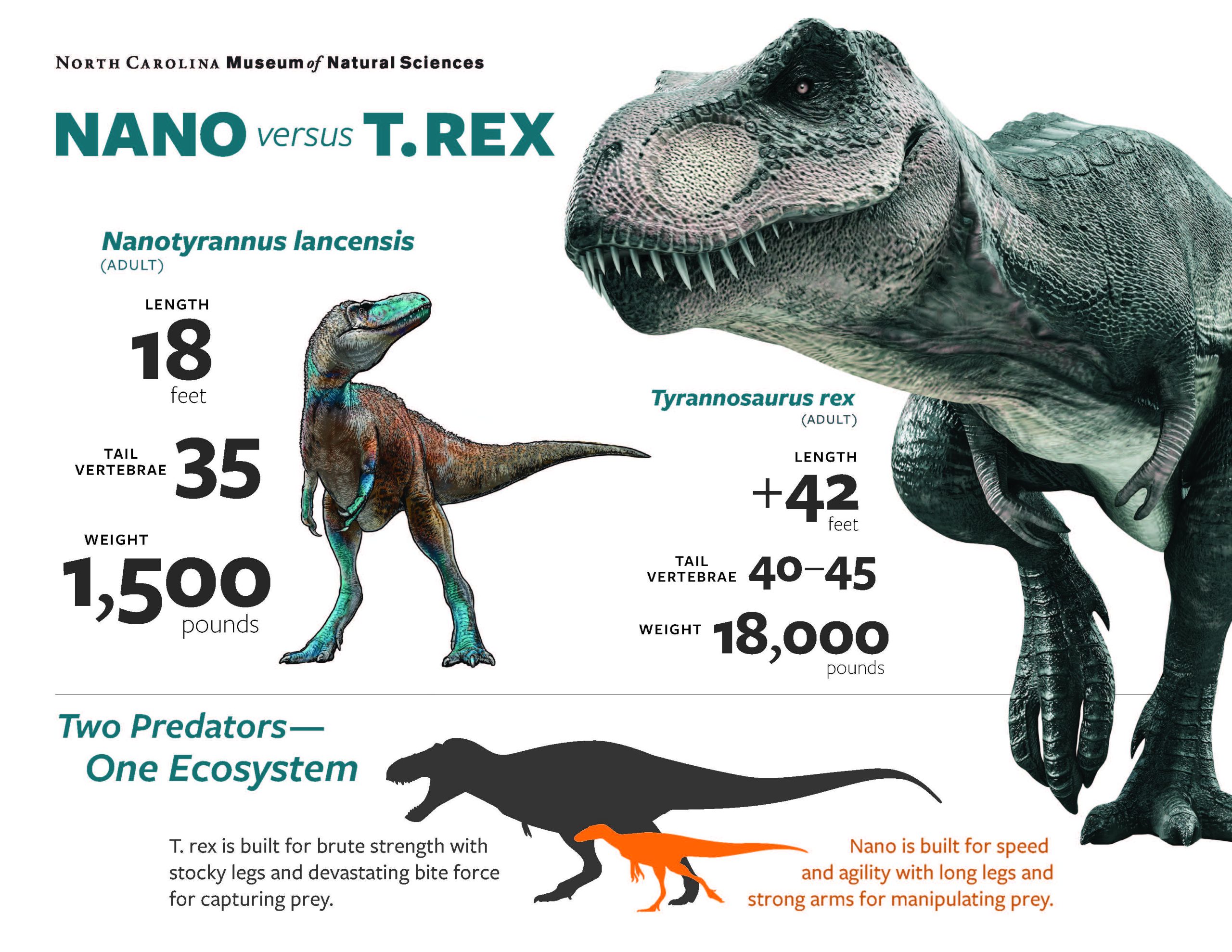 infographic that demonstrates the primary biological distinctions between two dinosaurs, a nanotyrannus lancensis and a tyrannosaurus rex