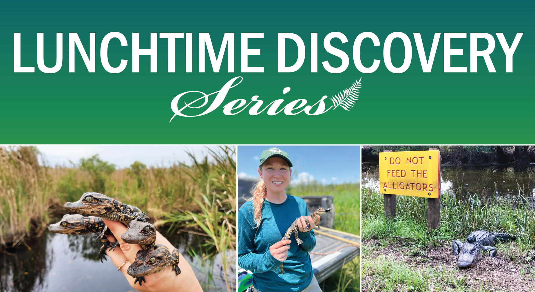 graphic with text "Lunchtime Discovery Series" title on top with three photos below of Alicia Wassmer, a photo of a hand holding four baby alligators, and a photo of an alligator wearing a tracknig device on its back next to a sign that reads "do not feed the alligators"