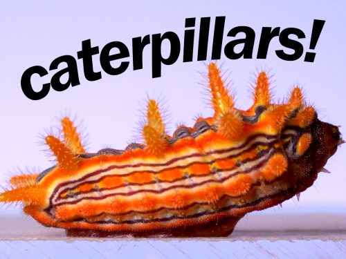 Caterpillars Are the Best!