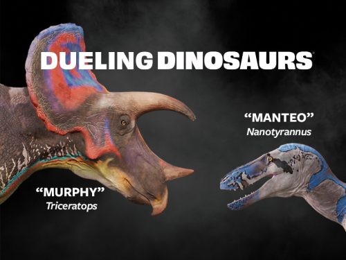 Meet the Dueling Dinosaurs — Murphy and Manteo