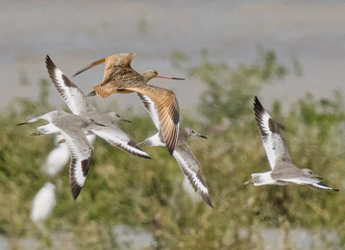 Meet the Marbled Godwit