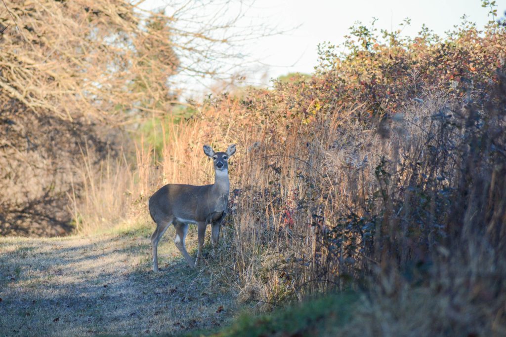 Brown deer among tall grasses