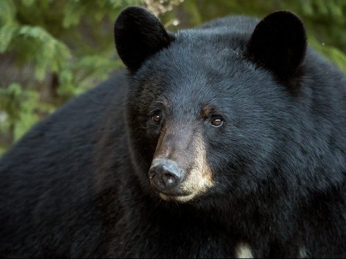 What NC’s Black Bears Can Teach Us