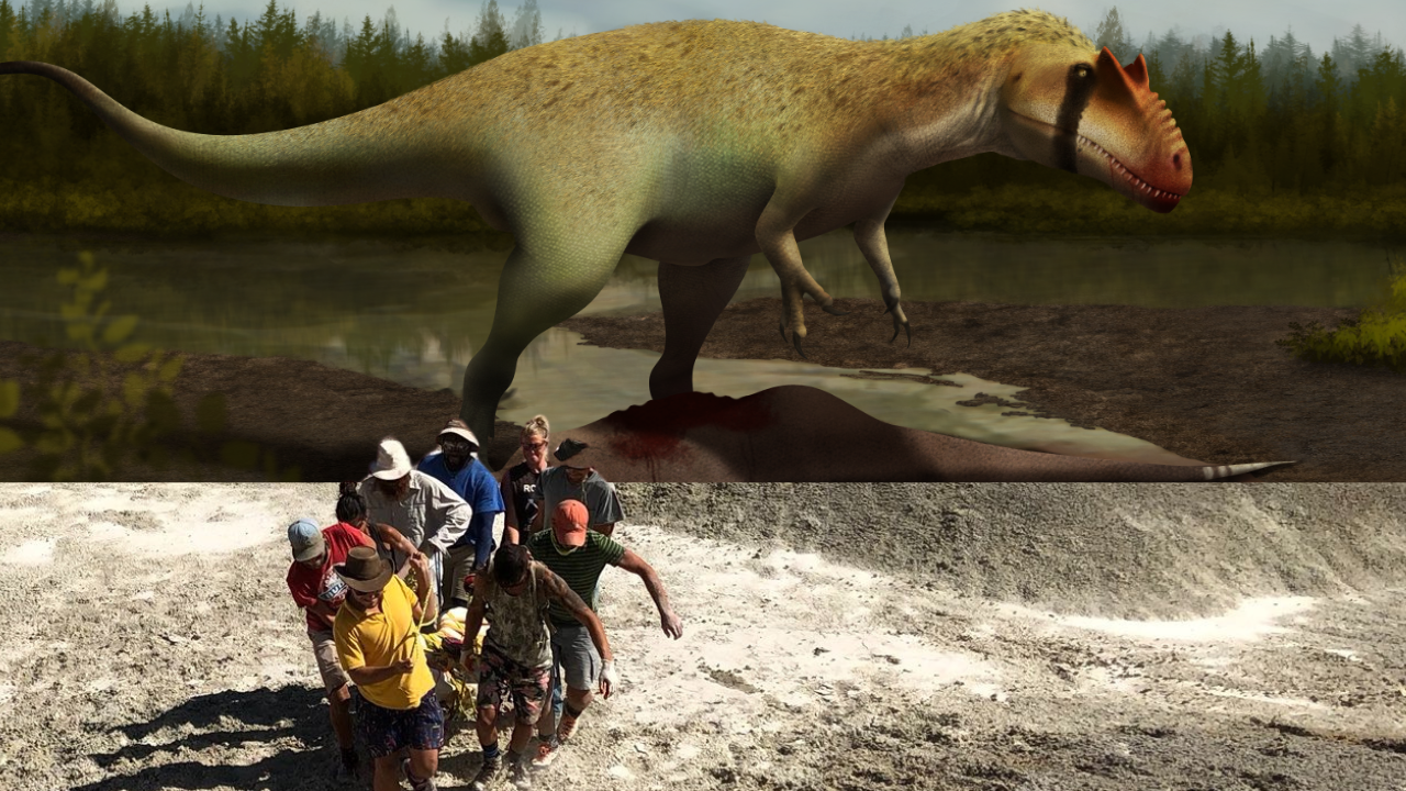A graphic depicting two images. On the top half is an illustration of a Tarbosaurus, a large bipedal carnivorous dinosaur, placed in a tre-lined grassland. The bottom half of the graphic is a photo of a team of people carrying a large fossil across a desert landscape.