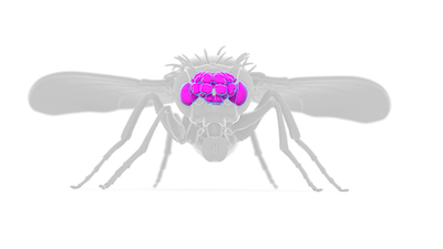 Computer illustration of a fly's body in gray with the brain highlighted in pink