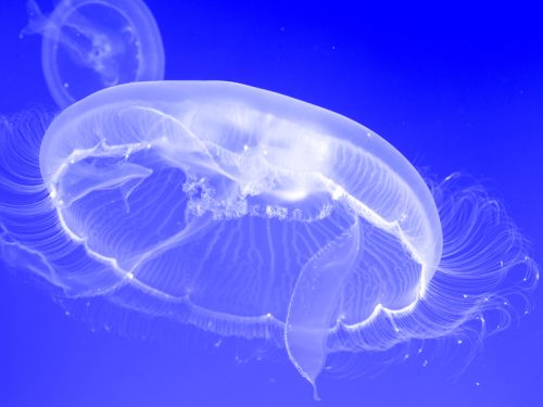 Raising Moon Jellies