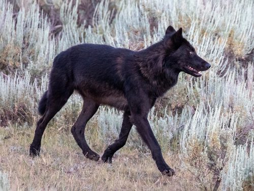 Yellowstone in Winter Jan. 14-20
