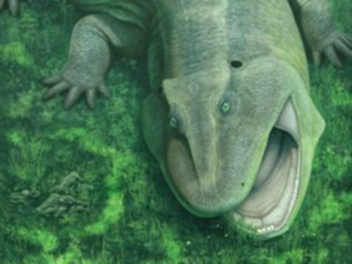 New Fossil Discoveries from Brazil