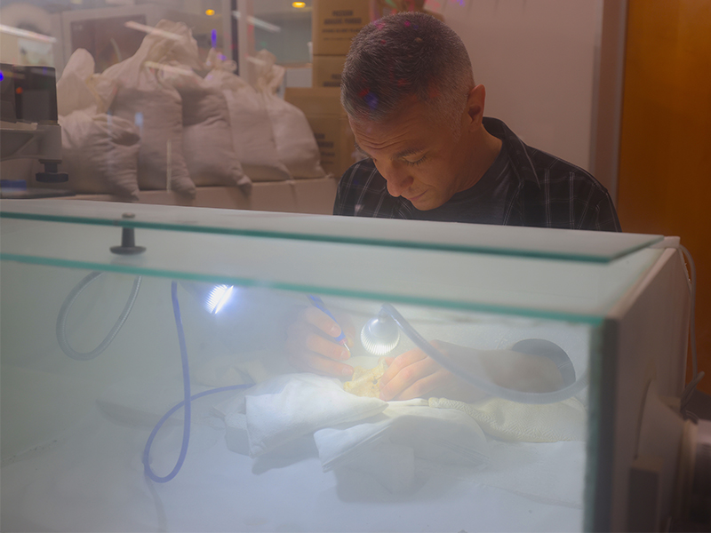 A preparator performs microblasting on a fossil.