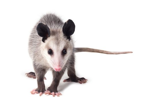 Opossum vs. Python Experiment