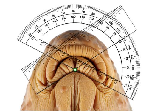 Meet the Carolina redhorse — a new species of fish in our state