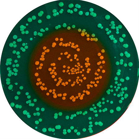 Microbe portraits from Clint's bellybutton microbe sample by Joana Ricou