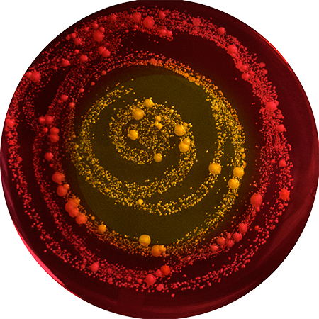 Microbe portraits from DeAnna's bellybutton microbe sample by Joana Ricou