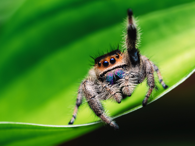 Jumping spiders - The Australian Museum