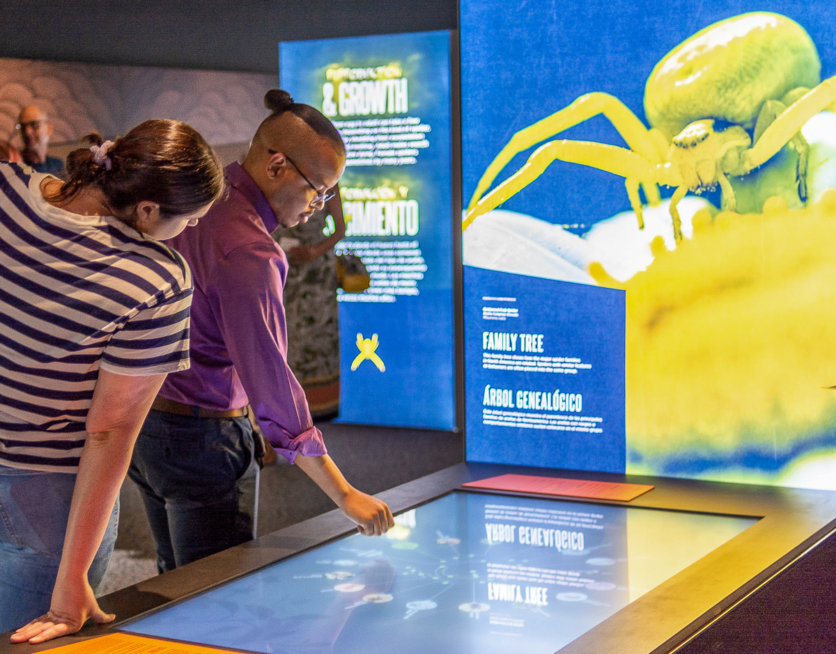 This area introduces visitors to the spider family tree using a large interactive touchscreen panel. Visitors can explore the complex and entangled branches of spider families using North American specimens as examples.