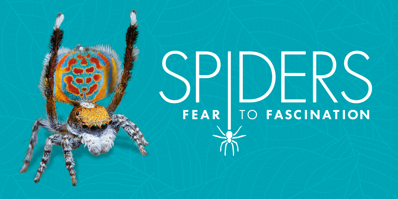 Spiders: Fear to Fascination. A peacock spider shows off its brilliant coloration against a teal background.