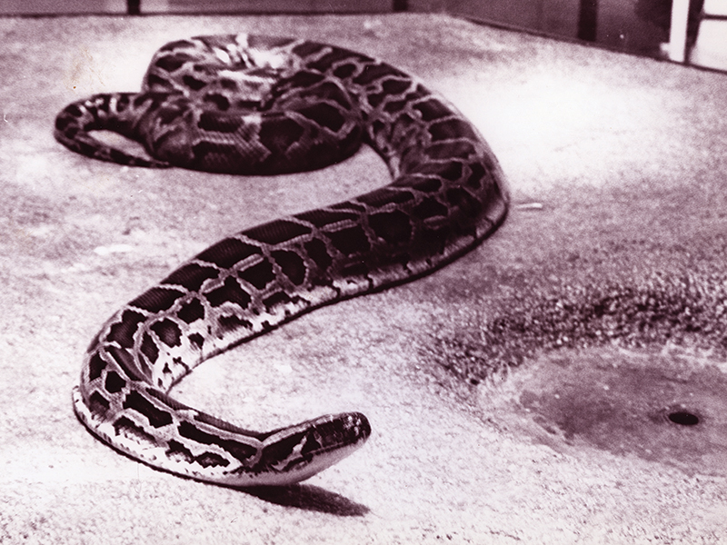 A Burmese Python Named George
