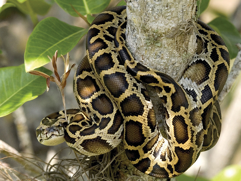 All About Burmese Pythons