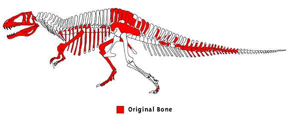 54% of the original Acro bones were recovered