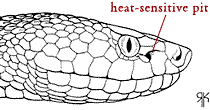 Pit viper illustration showing heat-sensitive pit between eye and nostril