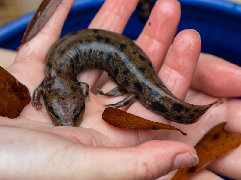 Neuse River Waterdog