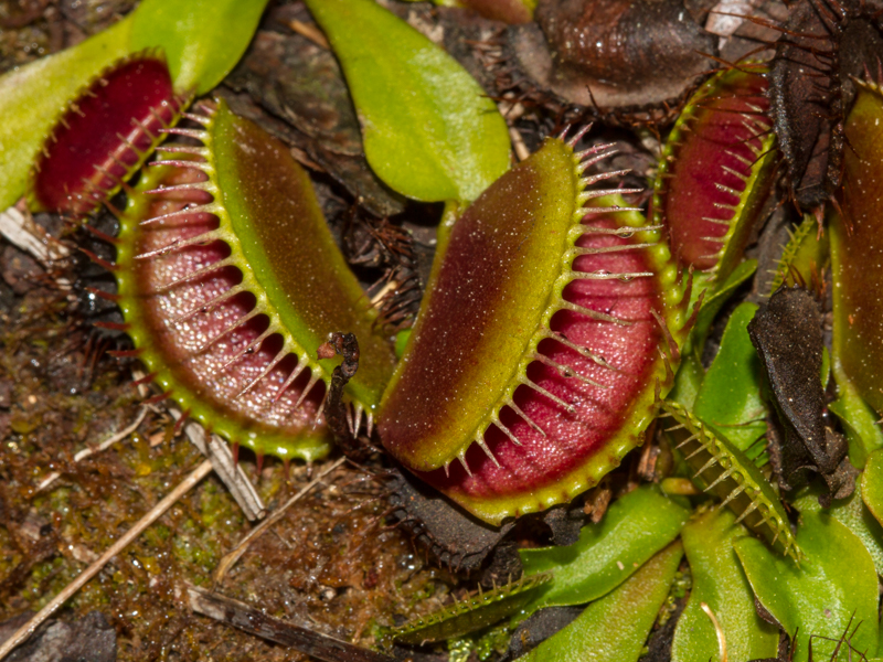 Venus Flytrap