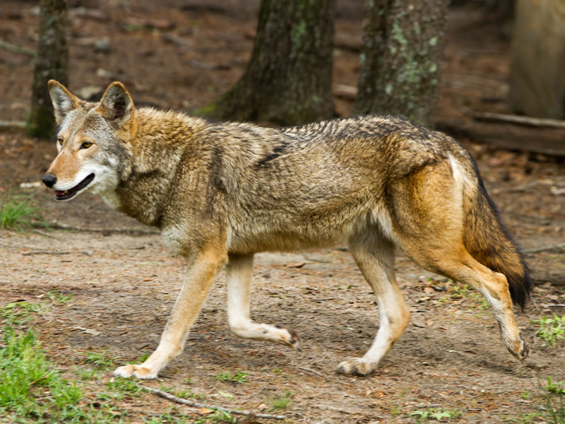 Red Wolf