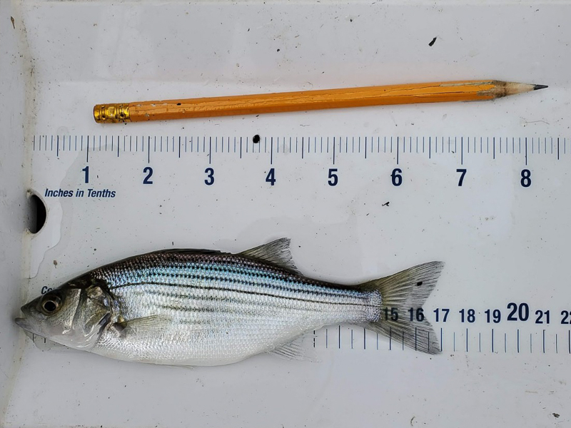 Striped Bass (Rockfish)